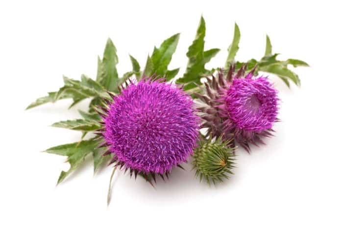 Blessed Thistle plants are