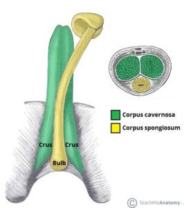 Anatomy of the penis (source: Teach Me Anatomy)