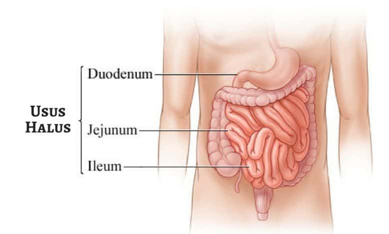 Small intestine | Source: Myhealth.alberta.ca
