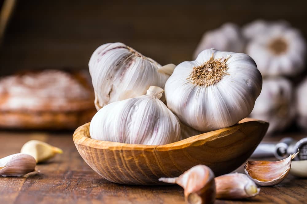 garlic allergy