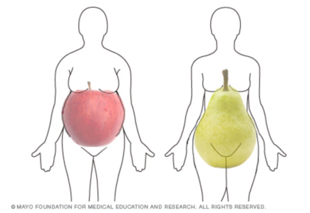 body shape of apples and pears