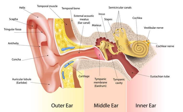 part of the ear