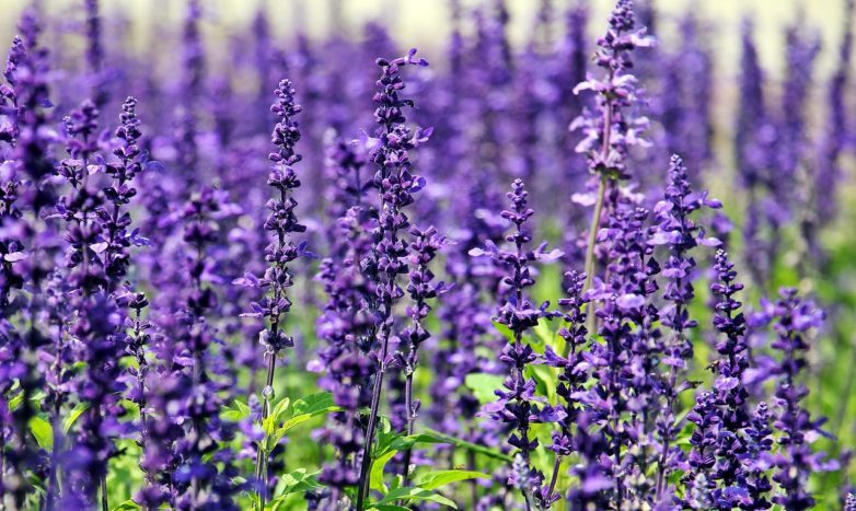 Natural lavender ingredients repel mosquitoes