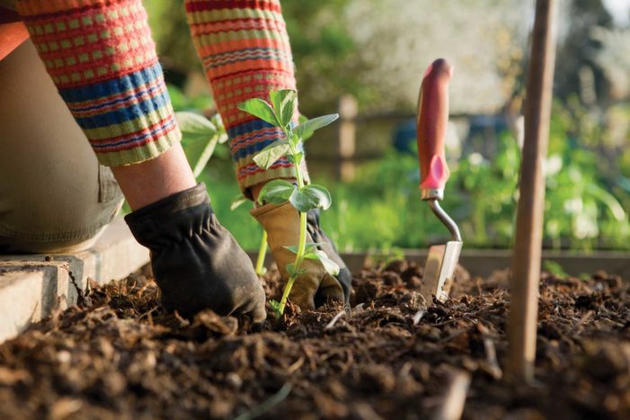 gardening benefits for health