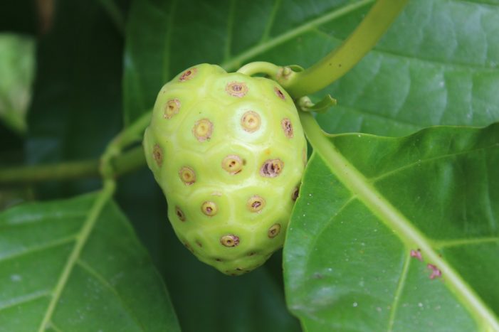 the benefits of Noni fruit