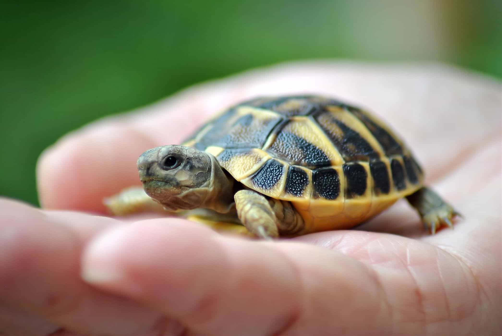maintaining turtles increases the risk of salmonella infection