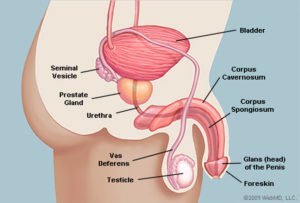 The anatomy of the penis looks sideways (source: WebMD)