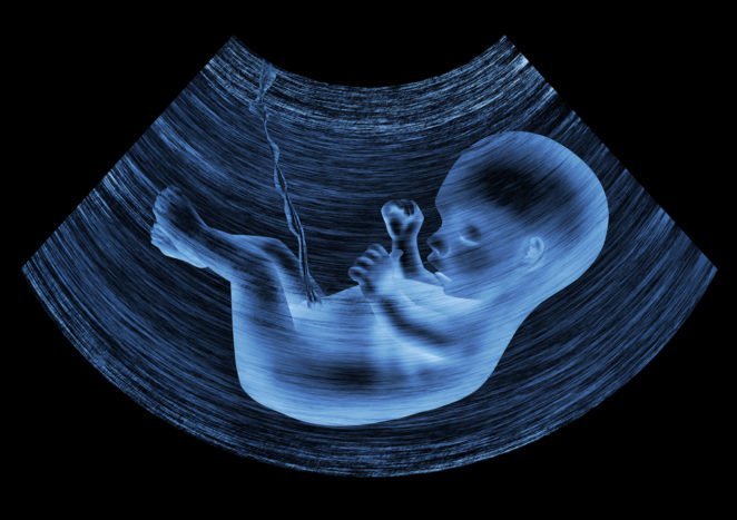 fetal development in the womb