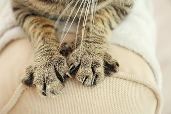 bartonellosis cat scratch disease is