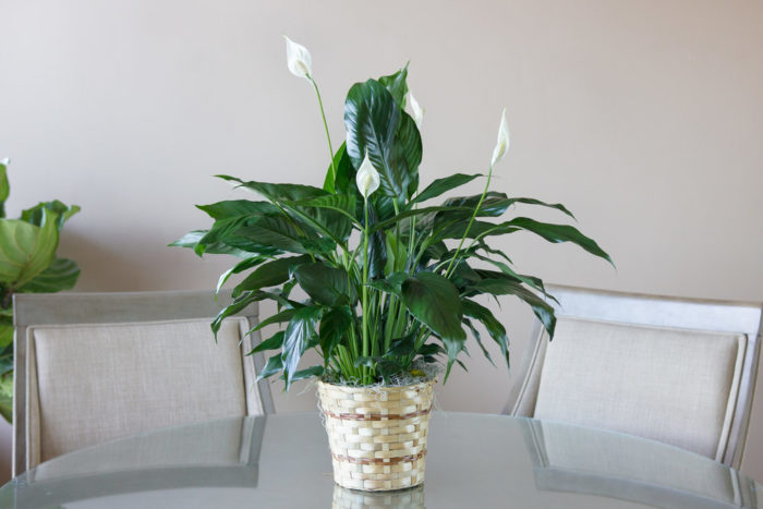 the peace lily plant