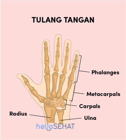 hand bone hand image