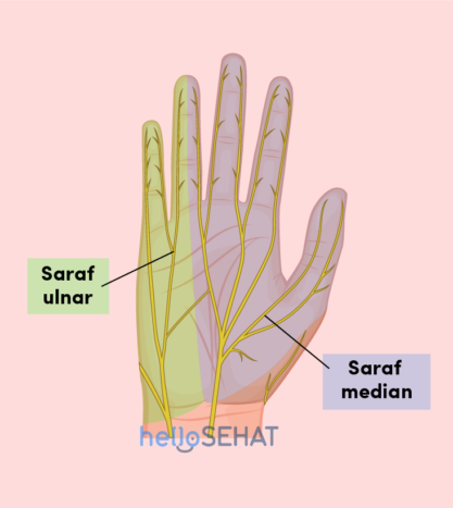 picture of the hand - median ulnar nerve