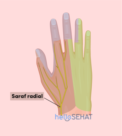image of the hand - radial nerve