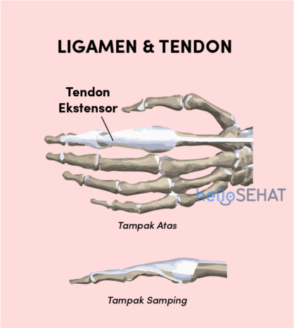 hand drawing of the ligament tendon