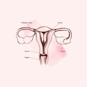 Anatomy in the vagina (source: Teen Vogue)